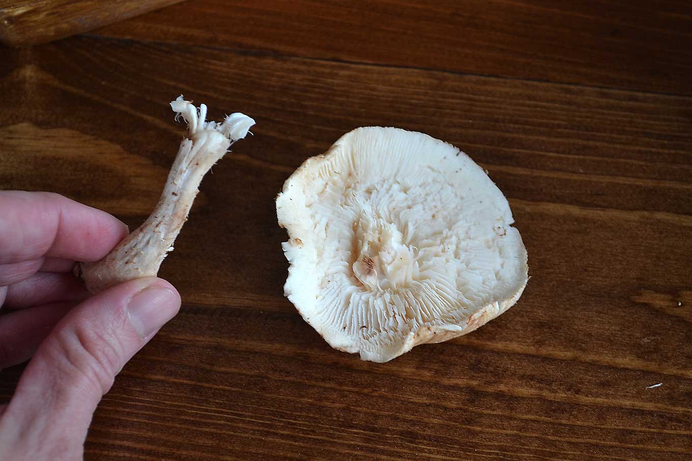 shiitake mushroom & fontina tart | rusticplate.com